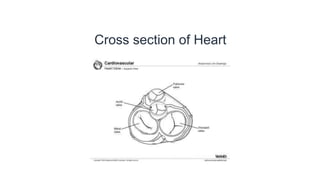 Cross section of Heart
 