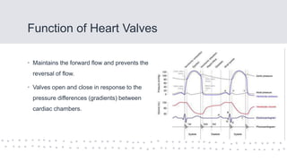 Function of Heart Valves
• Maintains the forward flow and prevents the
reversal of flow.
• Valves open and close in response to the
pressure differences (gradients) between
cardiac chambers.
 
