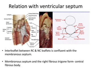 Aortic valve anatomy presentation | PPTX