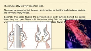 The sinuses play two very important roles.
They provide space behind the open aortic leaflets so that the leaflets do not occlude
the coronary artery orifices.
Secondly, this space favours the development of eddy currents behind the leaflets
when they are open. These hold the leaflets away from the aortic wall in a position
where they will be promptly caught and closed by blood flow at the end of systole.
 