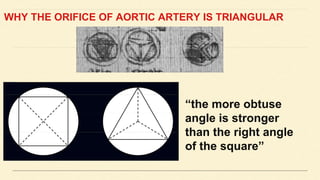 WHY THE ORIFICE OF AORTIC ARTERY IS TRIANGULAR
“the more obtuse
angle is stronger
than the right angle
of the square”
 