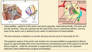 Valve leaflets : portions of the aortic root which separate, haemodynamically, the aorta and
the left ventricle. They are inserted into the wall of the root in a semilunar fashion, and the
base of the aortic root is defined by the nadirs of attachment of these leaflets.
The term annulus is implies to a circular structure and as such is inaccurate for AV.
The posterior aspect of the aortic root (mainly non-coronary leaflet) is supported by fibrous
tissue for approximately 55% of its circumference (membranous part of the septum to the left
fibrous trigone), while the remainder is supported by ventricular muscle, an important
distinction when performing a surgical annuloplasty.
 