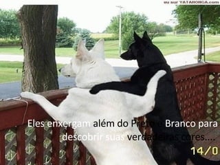 Eles enxergam  além do Preto e  Branco para descobrir suas  verdadeiras cores....  