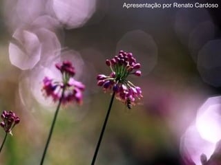 Apresentação por Renato Cardoso 