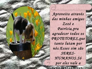 Aproveito através das minhas amigas Zezé e Patrícia,pra agradecer todos os PROTETORES,que tanto lutam por nós.Esses sim são SERES-HUMANOS.Só por eles vale a pena tentar viver.   