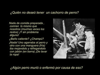 ¿Quién no deseó tener un cachorro de perro?


Nada de comida preparada ,
 comían lo mismo que
 nosotros (muchas veces los
 restos) ¡Y sin problema
 alguno!
¿Baño caliente? ¿Champú?
¡Nada! Uno agarraba al perro y
 otro con una manguera (fría)
 iba mojandolo y refregandolo
 con jabón (en barra) ¡De lavar
 la ropa!



¿Algún perro murió o enfermó por causa de eso?
 