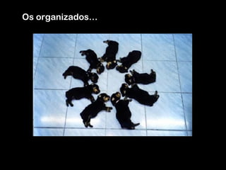 Os organizados…
 