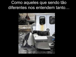 Como aqueles que sendo tão
diferentes nos entendem tanto…
 