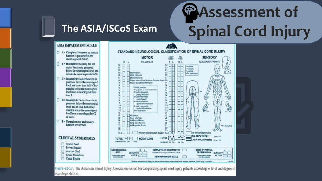 Assessment Of Spinal Cord Injury