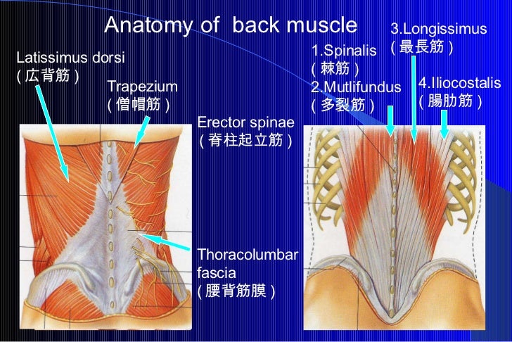 Aospine10tlif Aospine10tlif