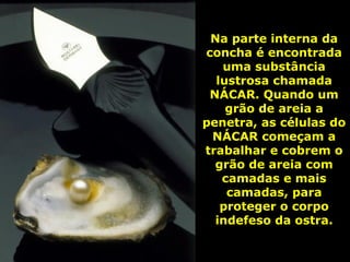 Na parte interna da
concha é encontrada
   uma substância
  lustrosa chamada
 NÁCAR. Quando um
    grão de areia a
penetra, as células do
 NÁCAR começam a
trabalhar e cobrem o
  grão de areia com
   camadas e mais
    camadas, para
   proteger o corpo
  indefeso da ostra.
 