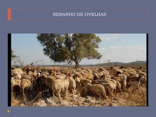 REBANHO DE OVELHAS
 