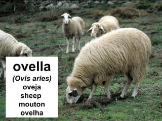 ovella 
(Ovis aries) 
oveja 
sheep 
mouton 
ovelha 
 