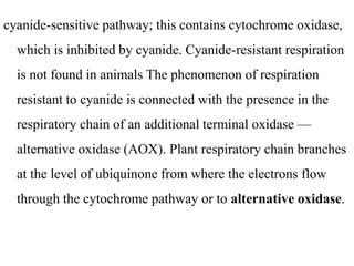 cyanide-sensitive pathway; this contains cytochrome oxidase,
which is inhibited by cyanide. Cyanide-resistant respiration
is not found in animals The phenomenon of respiration
resistant to cyanide is connected with the presence in the
respiratory chain of an additional terminal oxidase —
alternative oxidase (AOX). Plant respiratory chain branches
at the level of ubiquinone from where the electrons flow
through the cytochrome pathway or to alternative oxidase.
 
