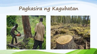 Pagkasira ng Kagubatan
 