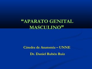 ““AAPPAARRAATTOO GGEENNIITTAALL 
MMAASSCCUULLIINNOO”” 
Cátedra de Anatomía – UNNE 
Dr. Daniel Rubén Ruiz 
 