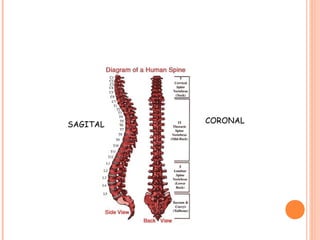 SAGITAL CORONAL 
 