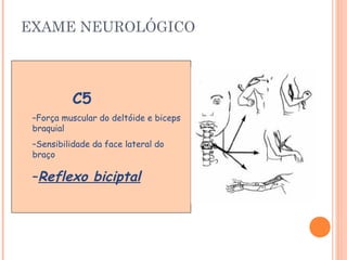 EXAME NEUROLÓGICO 
C5 
–Força muscular do deltóide e biceps 
braquial 
–Sensibilidade da face lateral do 
braço 
–Reflexo biciptal 
 