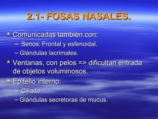2.1- FOSAS NASALES.2.1- FOSAS NASALES.
 Comunicadas también con:Comunicadas también con:
– Senos: Frontal y esfenoidal.Senos: Frontal y esfenoidal.
– Glándulas lacrimales.Glándulas lacrimales.
 Ventanas, con pelos => dificultan entradaVentanas, con pelos => dificultan entrada
de objetos voluminosos.de objetos voluminosos.
 Epitelio interno:Epitelio interno:
– Ciliado.Ciliado.
– Glándulas secretoras de mucus.Glándulas secretoras de mucus.
 