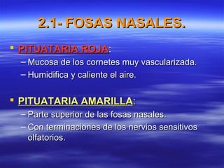 2.1- FOSAS NASALES.2.1- FOSAS NASALES.
 PITUATARIA ROJAPITUATARIA ROJA::
– Mucosa de los cornetes muy vascularizada.Mucosa de los cornetes muy vascularizada.
– Humidifica y caliente el aire.Humidifica y caliente el aire.
 PITUATARIA AMARILLAPITUATARIA AMARILLA::
– Parte superior de las fosas nasales.Parte superior de las fosas nasales.
– Con terminaciones de los nervios sensitivosCon terminaciones de los nervios sensitivos
olfatorios.olfatorios.
 