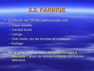 2.2. FARINGE2.2. FARINGE
 Conducto de 14 cm, comunicado con:Conducto de 14 cm, comunicado con:
– Fosas nasales.Fosas nasales.
– Cavidad bucal.Cavidad bucal.
– Laringe.Laringe.
– Oído medio, por las trompas de eustaquio.Oído medio, por las trompas de eustaquio.
– Esófago.Esófago.
En la parte superior está:En la parte superior está: Amígdala faríngea oAmígdala faríngea o
adenoideadenoide = grupo de nódulos linfáticos, con función= grupo de nódulos linfáticos, con función
defensiva.defensiva.
 
