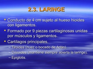 2.3. LARINGE2.3. LARINGE
 Conducto de 4 cm sujeto al hueso hioidesConducto de 4 cm sujeto al hueso hioides
con ligamentos.con ligamentos.
 Formado por 9 piezas cartilaginosas unidasFormado por 9 piezas cartilaginosas unidas
por músculos y ligamentos.por músculos y ligamentos.
 Cartílagos principales.Cartílagos principales.
– Tiroides (nuez o bocado de Adán).Tiroides (nuez o bocado de Adán).
– Cricoides (mantiene siempre abierta la laringe).Cricoides (mantiene siempre abierta la laringe).
– Epiglotis.Epiglotis.
 