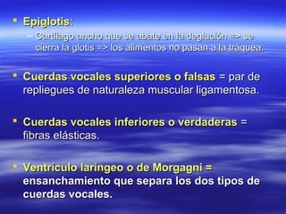  EpiglotisEpiglotis::
– Cartílago ancho que se abate en la deglución => seCartílago ancho que se abate en la deglución => se
cierra la glotis => los alimentos no pasan a la tráquea.cierra la glotis => los alimentos no pasan a la tráquea.
 Cuerdas vocales superiores o falsasCuerdas vocales superiores o falsas = par de= par de
repliegues de naturaleza muscular ligamentosa.repliegues de naturaleza muscular ligamentosa.
 Cuerdas vocales inferiores o verdaderasCuerdas vocales inferiores o verdaderas ==
fibras elásticas.fibras elásticas.
 Ventrículo laríngeo o de Morgagni =Ventrículo laríngeo o de Morgagni =
ensanchamiento que separa los dos tipos deensanchamiento que separa los dos tipos de
cuerdas vocales.cuerdas vocales.
 