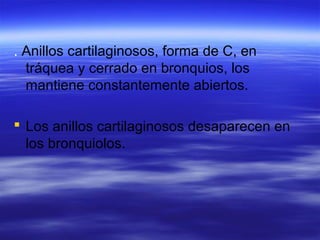 . Anillos cartilaginosos, forma de C, en
tráquea y cerrado en bronquios, los
mantiene constantemente abiertos.
 Los anillos cartilaginosos desaparecen en
los bronquiolos.
 