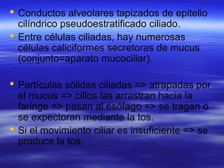  Conductos alveolares tapizados de epitelio
cilíndrico pseudoestratificado ciliado.
 Entre células ciliadas, hay numerosas
células caliciformes secretoras de mucus
(conjunto=aparato mucociliar).
 Partículas sólidas ciliadas => atrapadas por
el mucus => cilios las arrastran hacia la
faringe => pasan al esófago => se tragan o
se expectoran mediante la tos.
 Si el movimiento ciliar es insuficiente => se
produce la tos.
 