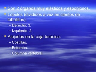  Son 2 órganos muy elásticos y esponjosos.
 Lóbulos (divididos a vez en cientos de
lobulillos):
– Derecho: 3.
– Izquierdo. 2.
 Alojados en la caja torácica:
– Costillas.
– Esternón.
– Columna vertebral.
 