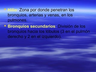  Hilio: Zona por donde penetran los
bronquios, arterias y venas, en los
pulmones.
 Bronquios secundarios: División de los
bronquios hacia los lóbulos (3 en el pulmón
derecho y 2 en el izquierdo).
 