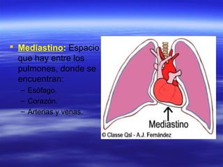  Mediastino: Espacio
que hay entre los
pulmones, donde se
encuentran:
– Esófago.
– Corazón.
– Arterias y venas.
 