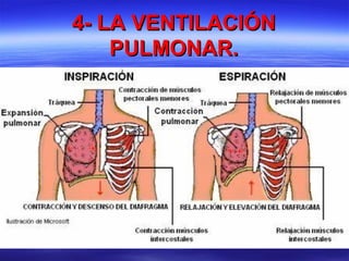 4- LA VENTILACIÓN4- LA VENTILACIÓN
PULMONAR.PULMONAR.
 