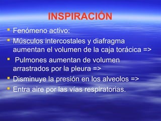 INSPIRACIÓN
 Fenómeno activo:
 Músculos intercostales y diafragma
aumentan el volumen de la caja torácica =>
 Pulmones aumentan de volumen
arrastrados por la pleura =>
 Disminuye la presión en los alveolos =>
 Entra aire por las vías respiratorias.
 