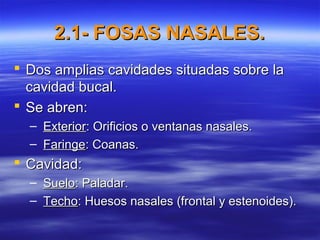 2.1- FOSAS NASALES.2.1- FOSAS NASALES.
 Dos amplias cavidades situadas sobre laDos amplias cavidades situadas sobre la
cavidad bucal.cavidad bucal.
 Se abren:Se abren:
– ExteriorExterior: Orificios o ventanas nasales.: Orificios o ventanas nasales.
– FaringeFaringe: Coanas.: Coanas.
 Cavidad:Cavidad:
– SueloSuelo: Paladar.: Paladar.
– TechoTecho: Huesos nasales (frontal y estenoides).: Huesos nasales (frontal y estenoides).
 
