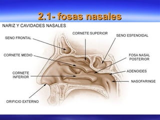 2.1- fosas nasales2.1- fosas nasales
 