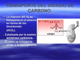TRANSPORTE DEL DIÓXIDO DE
CARBONO.
 La mayoría (65 %) se
transporta en el plasma
en forma de ión
bicarbonato
(HCO3
-
).
. Catalizada por la enzima
anhidrasa carbónica.
. El resto se transporta
unido a la hemoglobina.
 