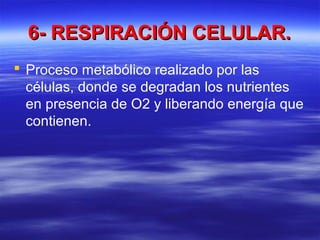 6- RESPIRACIÓN CELULAR.6- RESPIRACIÓN CELULAR.
 Proceso metabólico realizado por las
células, donde se degradan los nutrientes
en presencia de O2 y liberando energía que
contienen.
 