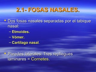 2.1- FOSAS NASALES.2.1- FOSAS NASALES.
 Dos fosas nasales separadas por el tabiqueDos fosas nasales separadas por el tabique
nasal:nasal:
– Etmoides.Etmoides.
– Vómer.Vómer.
– Cartílago nasalCartílago nasal..
 Paredes laterales: Tres replieguesParedes laterales: Tres repliegues
laminares =laminares = CornetesCornetes..
 