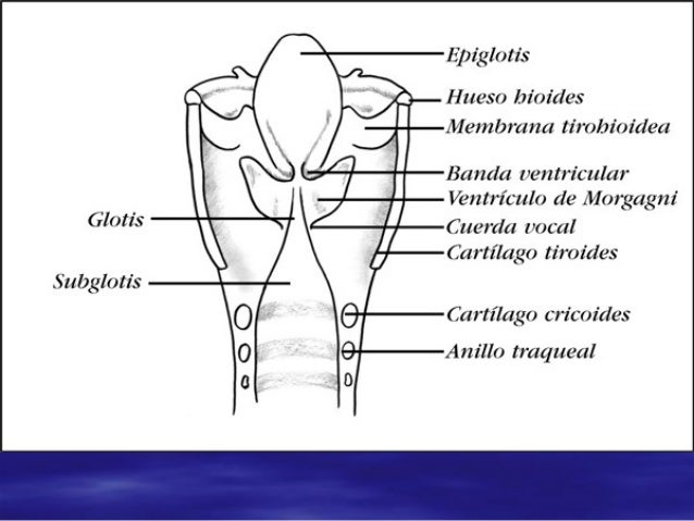 Ap. respiratorio