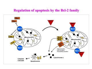 Basic Introduction of Apoptosis or Cell death | PPTX