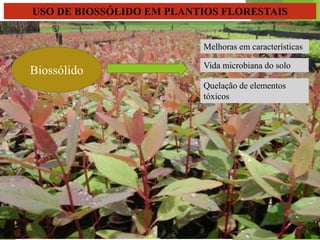 USO DE BIOSSÓLIDO EM PLANTIOS FLORESTAIS
Biossólido Vida microbiana do solo
Quelação de elementos
tóxicos
Melhoras em características
 