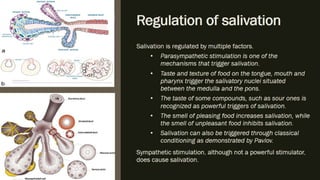 Secretions Example Digestive secretions | PPTX