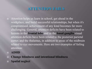  Attention helps us learn in school, get ahead in the
workplace, and build successful relationships, but when it's
compromised, achievement of any kind becomes far more
challenging. General, attention deficits have been related to
lesions in the frontal lobe and in the basal ganglia visual
attention deficits have been related to the posterior parietal
cortex and the thalamus, in addition to areas of the midbrain
related to eye movements. Here are two examples of failing
attention:
 ADHD
 Change blindness and intentional blindness
 Spatial neglect
 