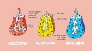 Histologia humana | PDF