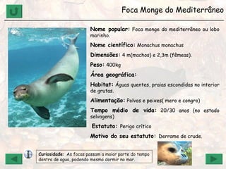 Foca Monge do Mediterrâneo ______________________________________________________________ Nome popular:  Foca monge do mediterrâneo ou lobo marinho. Nome científico:  Monachus monachus Dimensões:  4 m(machos) e 2,3m (fêmeas). Peso:  400kg Área geográfica:   Habitat:  Águas quentes, praias escondidas no interior de grutas. Alimentação:  Polvos e peixes( mero e congro) Tempo médio de vida:  20/30 anos (no estado selvagens) Estatuto:  Perigo crítico Motivo do seu estatuto:  Derrame de crude. Curiosidade:  As focas passam a maior parte do tempo dentro de agua, podendo mesmo dormir no mar. 