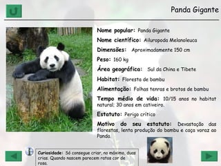 Panda Gigante ______________________________________________________________ Nome popular:  Panda Gigante Nome científico:  Ailuropoda Melanoleuca Dimensões:  Aproximadamente 150 cm Peso:  160 kg Área geográfica:  Sul da China e Tibete Habitat:  Floresta de bambu   Alimentação:  Folhas tenras e brotos de bambu Tempo médio de vida:  10/15 anos no habitat natural; 30 anos em cativeiro. Estatuto:  Perigo crítico Motivo do seu estatuto:  Devastação das florestas, lenta produção do bambu e caça voraz ao Panda. Curiosidade:  Só consegue criar, no máximo, duas crias. Quando nascem parecem ratos cor de rosa. 