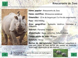 Rinoceronte de Java ______________________________________________________________ Nome popular:  Rinoceronte de Java Nome científico:  Rhinoceros sondaicus  Dimensões:  1,5 m de largura por 2 a 4 m de comprimento Peso:  900/1400kg Área geográfica:  Sudoeste Asiático: Vietname e Indonésia Habitat:  Florestas Tropicais Alimentação:  Bagas, sementes, folhas e frutos Tempo médio de vida:  35 anos. Estatuto:  Perigo Motivo do seu estatuto:  Pouco férteis; vulneráveis à caça pois todas as suas partes são usadas em medicina tradicional; destruição do seu habitat. Curiosidade : Eles gostam de zonas com muita água e também com lama.  