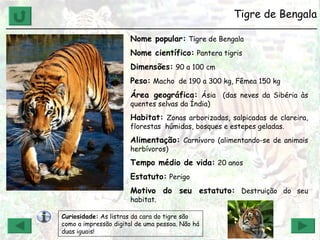 Tigre de Bengala ______________________________________________________________ Nome popular:   Tigre de Bengala Nome científico:   Pantera tigris Dimensões:   90 a 100 cm Peso:   Macho  de 190 a 300 kg, Fêmea 150 kg  Área geográfica:   Ásia  (das neves da Sibéria às quentes selvas da Índia) Habitat:   Zonas arborizadas, salpicadas de clareira, florestas  húmidas, bosques e estepes geladas. Alimentação:   Carnívoro (alimentando-se de animais herbívoros) Tempo médio de vida:   20 anos Estatuto:   Perigo Motivo do seu estatuto:   Destruição do seu habitat. Curiosidade:  As listras da cara do tigre são como a impressão digital de uma pessoa. Não há duas iguais!  