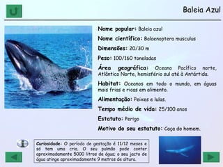 Baleia Azul ______________________________________________________________ Nome popular:  Baleia azul Nome científico:  Balaenoptera musculus Dimensões:  20/30 m Peso:  100/160 toneladas Área geográfica:  Oceano Pacífico norte, Atlântico Norte, hemisfério sul até à Antártida. Habitat:  Oceanos em todo o mundo, em águas mais frias e ricas em alimento. Alimentação:  Peixes e lulas. Tempo médio de vida:  25/100 anos Estatuto:  Perigo Motivo do seu estatuto:  Caça do homem. Curiosidade:  O período de gestação é 11/12 meses e só tem uma cria. O seu pulmão pode conter aproximadamente 5000 litros de água; o seu jacto de água atinge aproximadamente 9 metros de altura. 